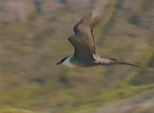 Long-tailed Jaeger - ML199488931