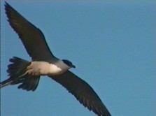 Long-tailed Jaeger - ML199488941