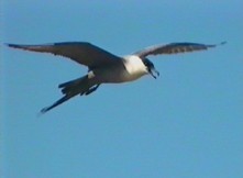 Long-tailed Jaeger - ML199488951