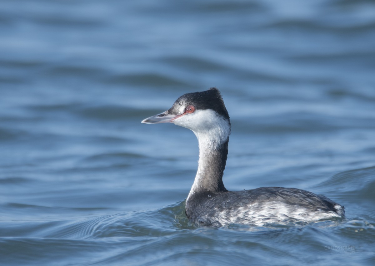 Horned Grebe - ML199490151