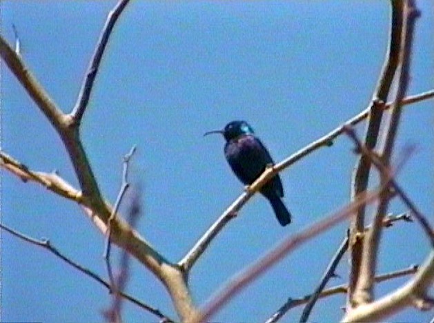 Palestine Sunbird - ML199490331