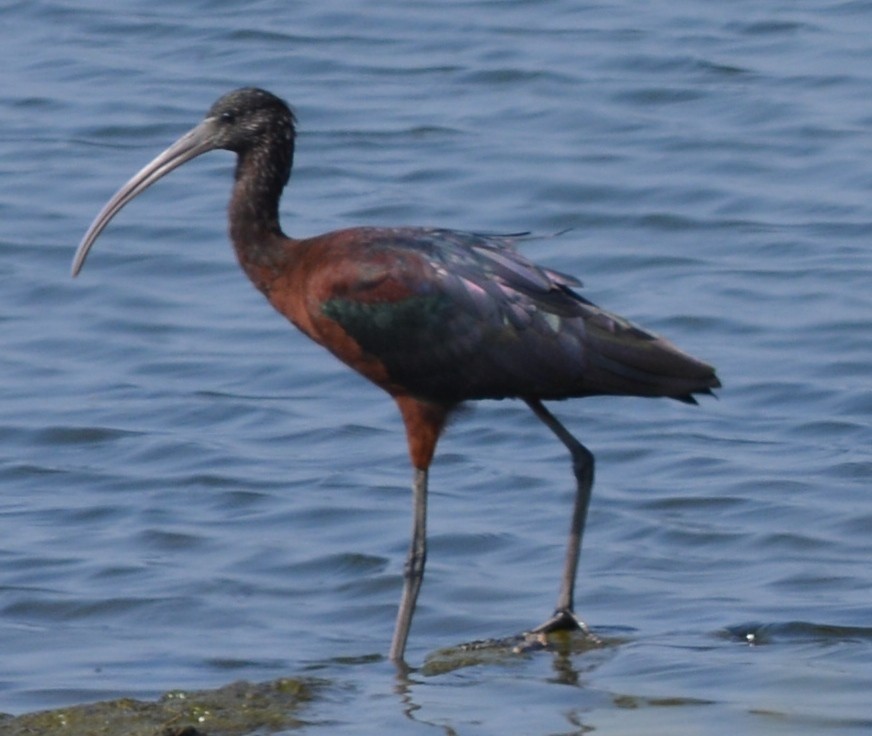 Ibis falcinelle - ML199491221