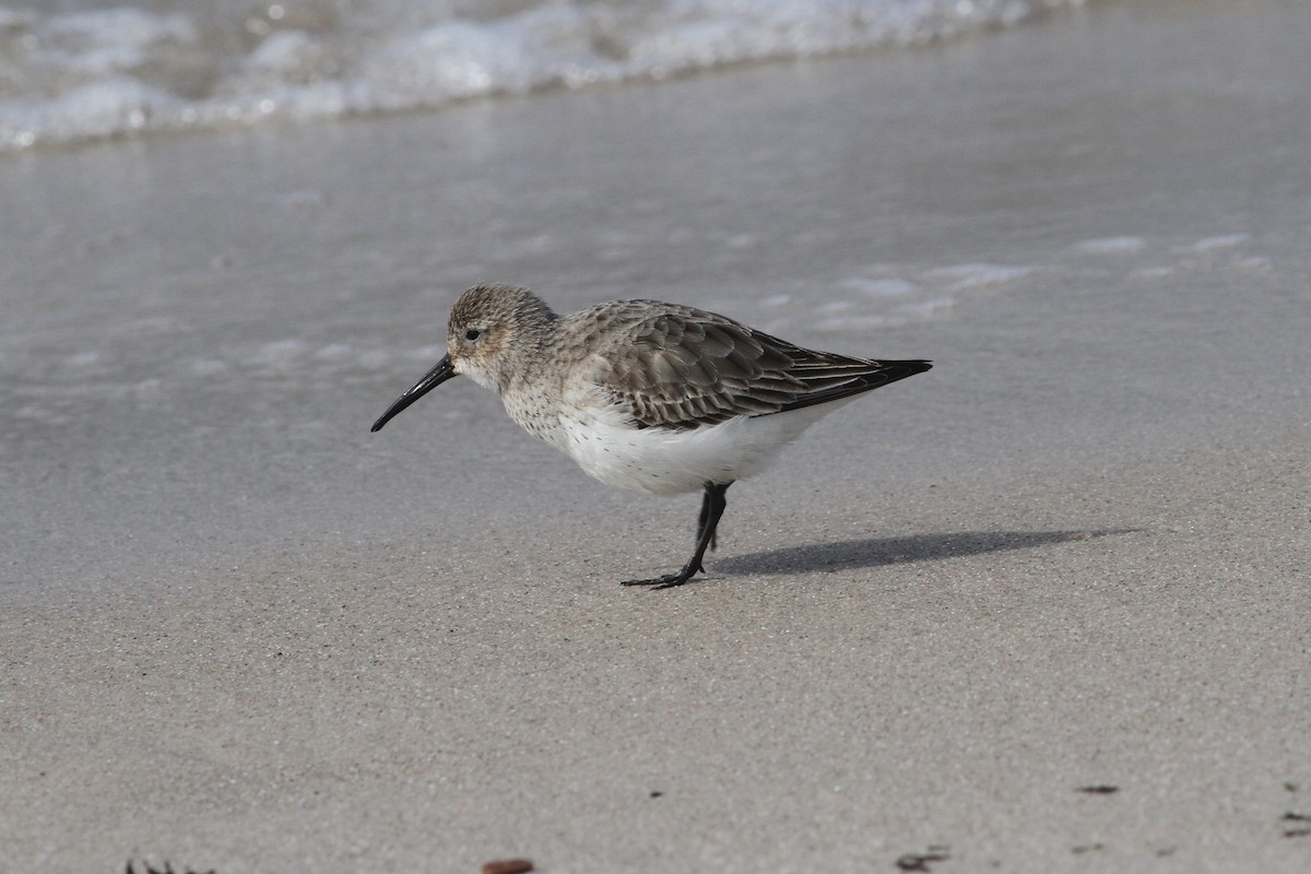 Dunlin - ML199494661