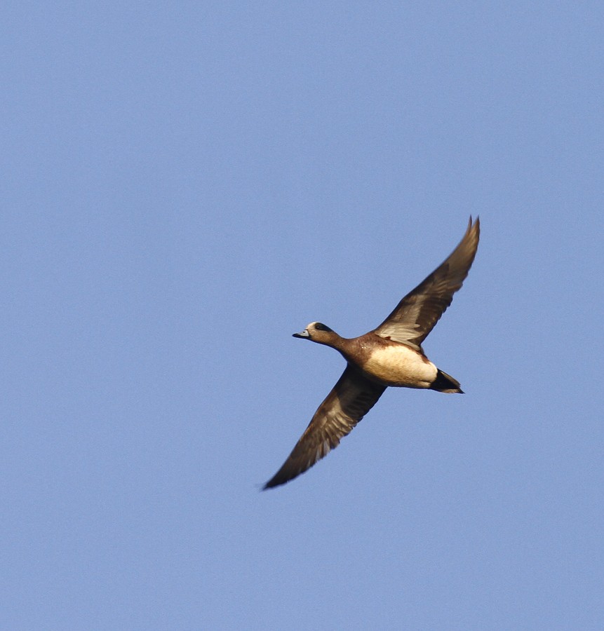 American Wigeon - ML199495981