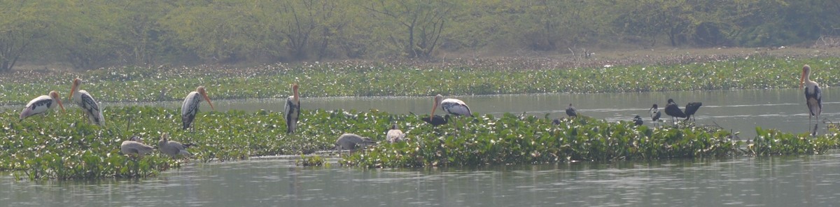 Painted Stork - ML199496641