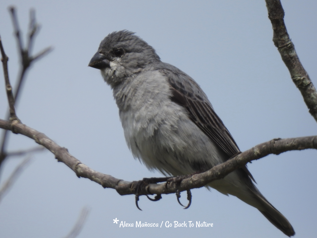 Plumbeous Seedeater - ML199498601