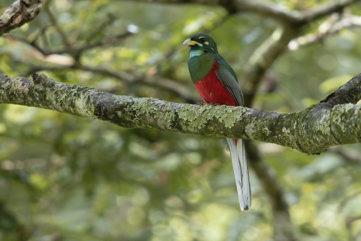 trogon africký - ML199499731