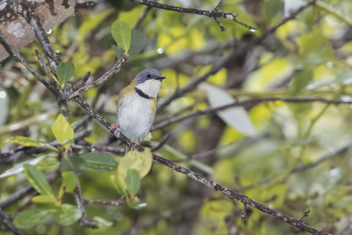 Rudd's Apalis - ML199499761