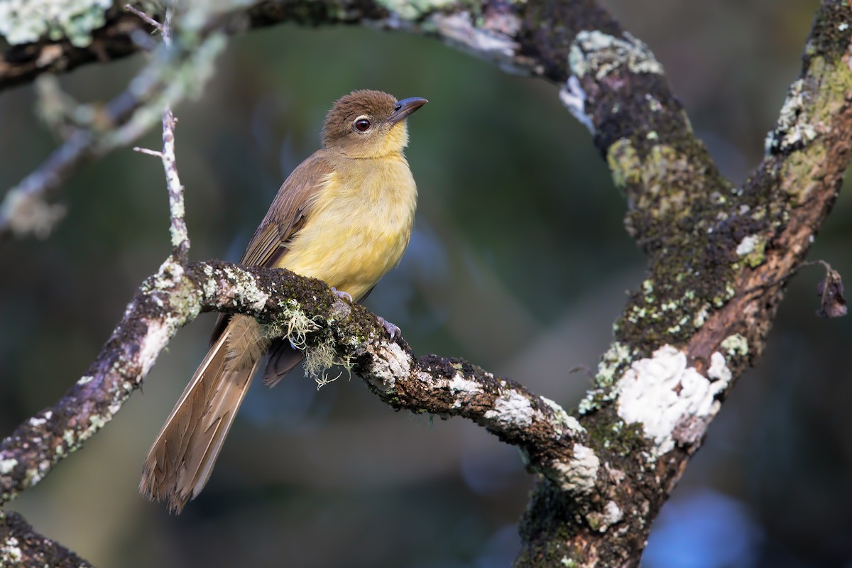 Yellow-bellied Greenbul - Marco Valentini