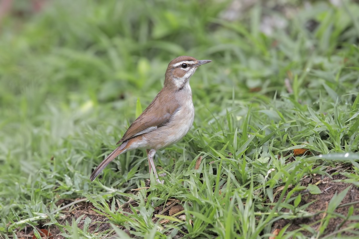 Brown Scrub-Robin - ML199499861