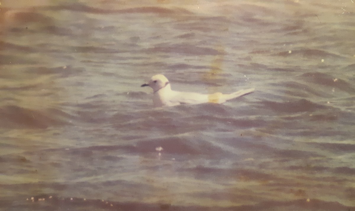 Ross's Gull - ML199500741