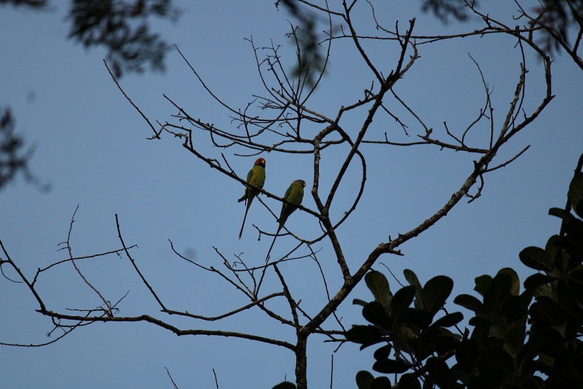 Plum-headed Parakeet - Ashik C S