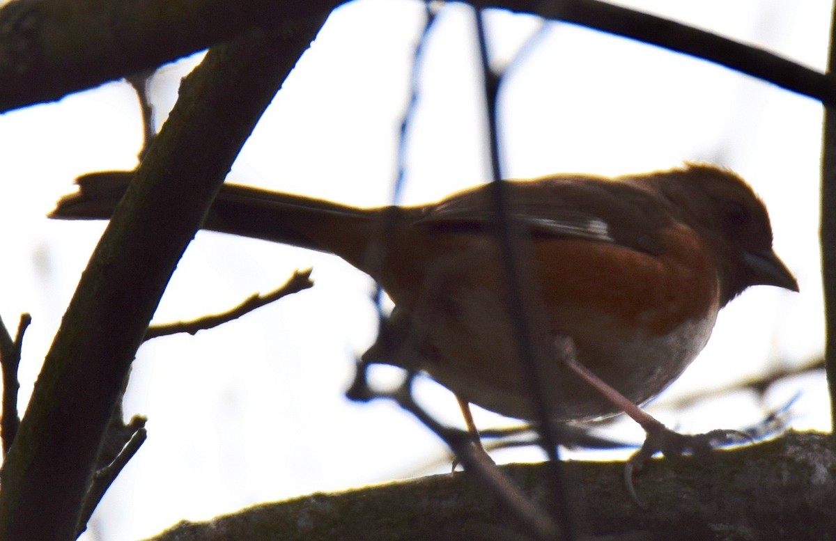 Eastern Towhee - MiMi Hoffmaster 🦩👀👂