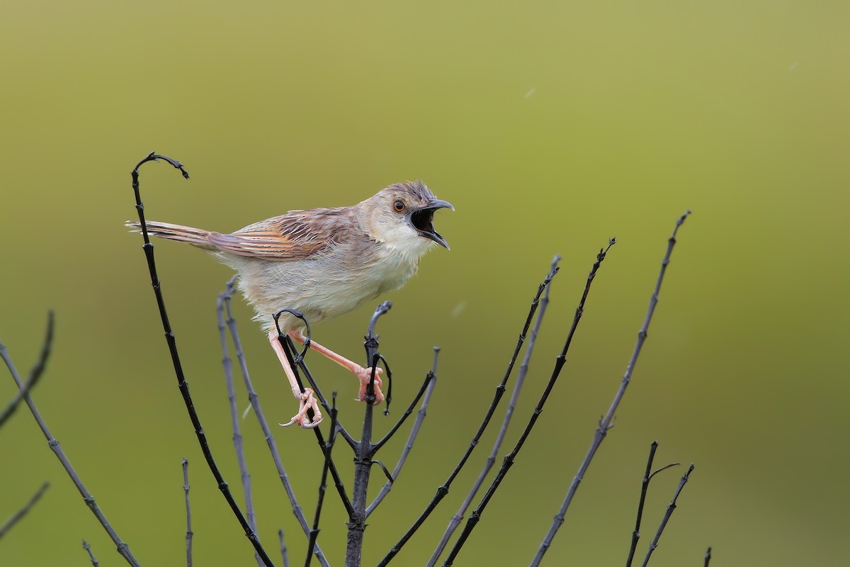 Croaking Cisticola - Marco Valentini