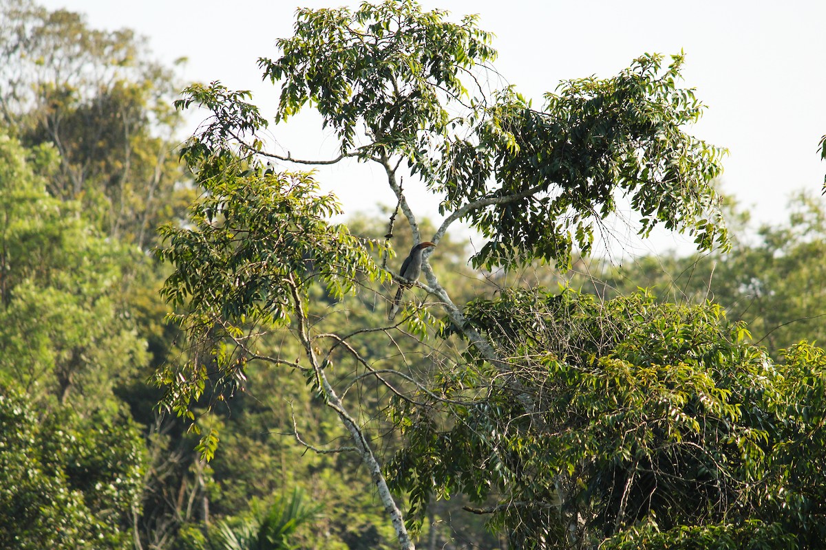 Malabar Gray Hornbill - Ashik C S