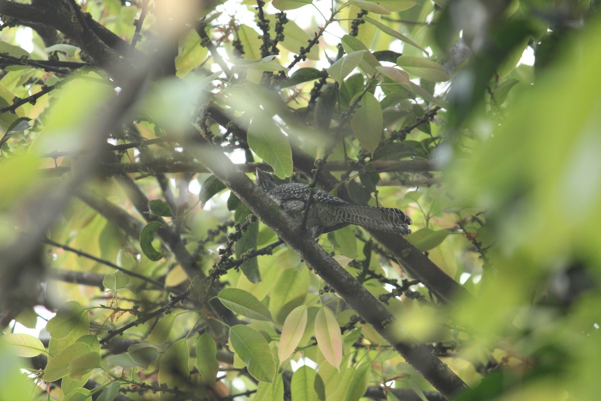 Asian Koel - ML199502371