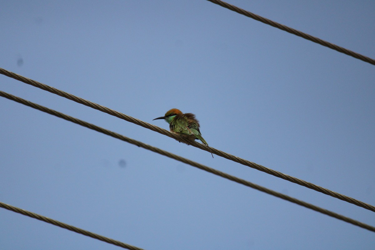 Asian Green Bee-eater - Ashik C S