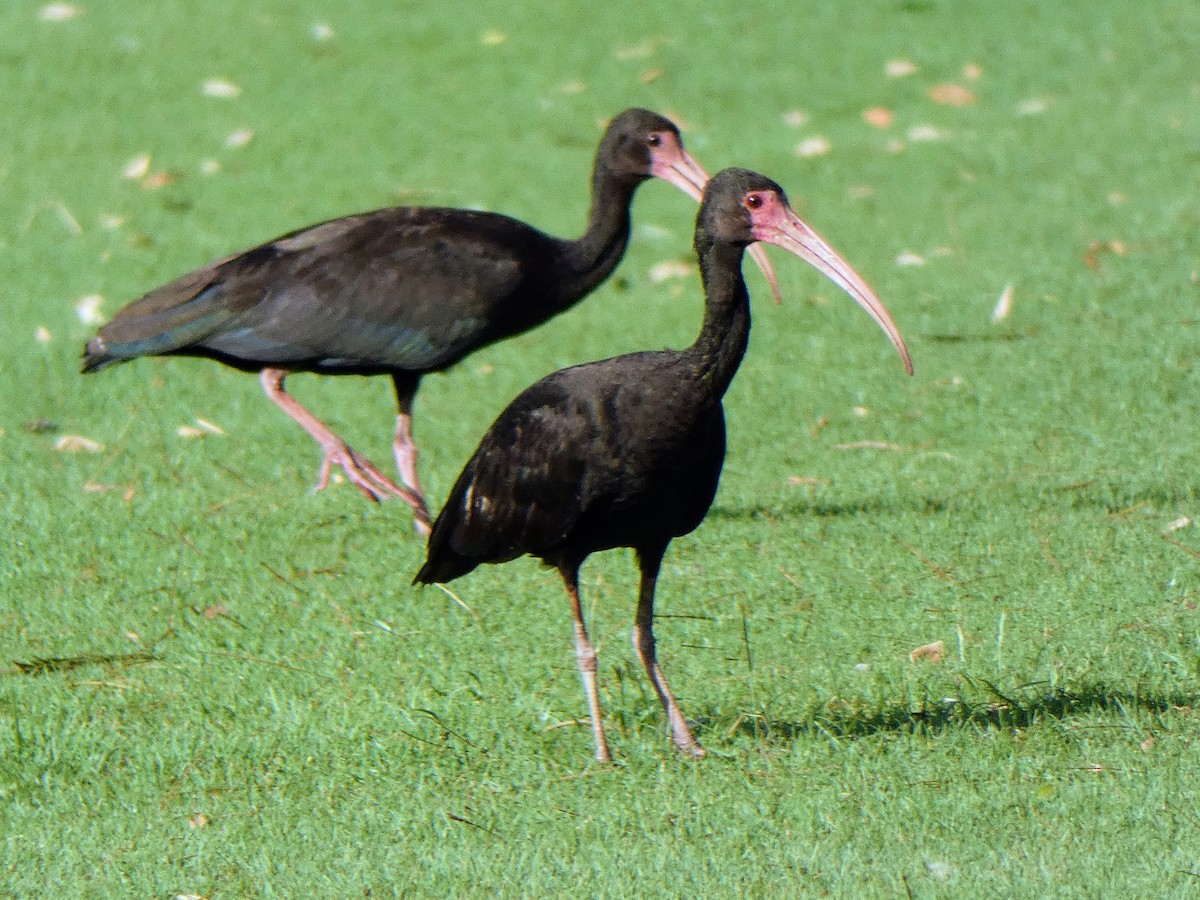 ibis tmavý - ML199502521