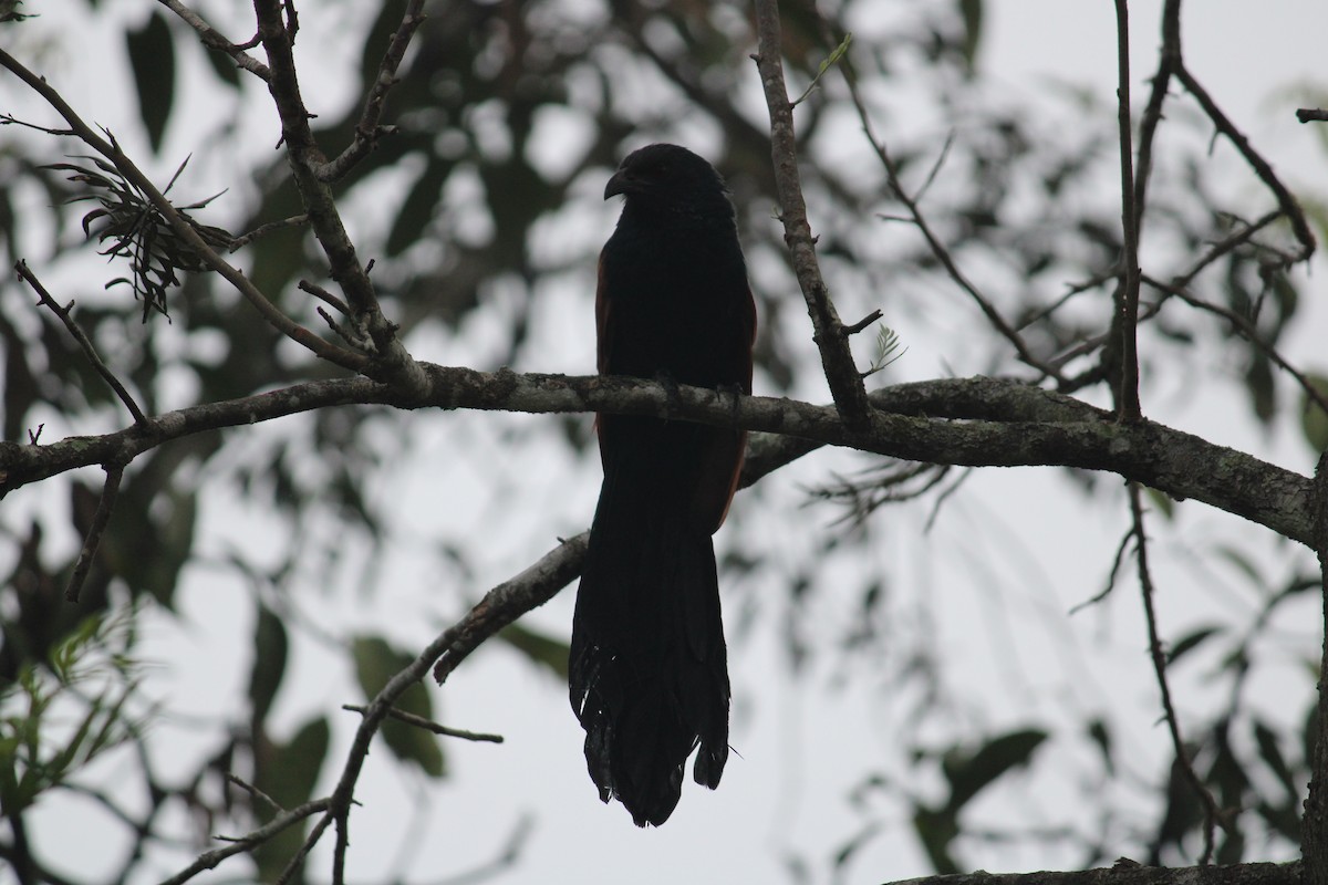 Greater Coucal - Ashik C S