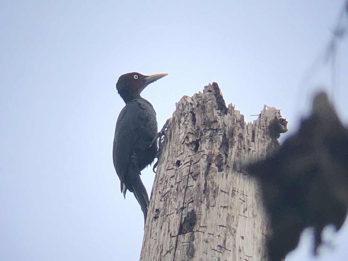 Northern Sooty-Woodpecker - ML199502591