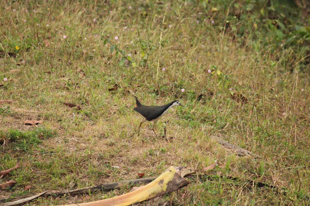 White-breasted Waterhen - ML199502751