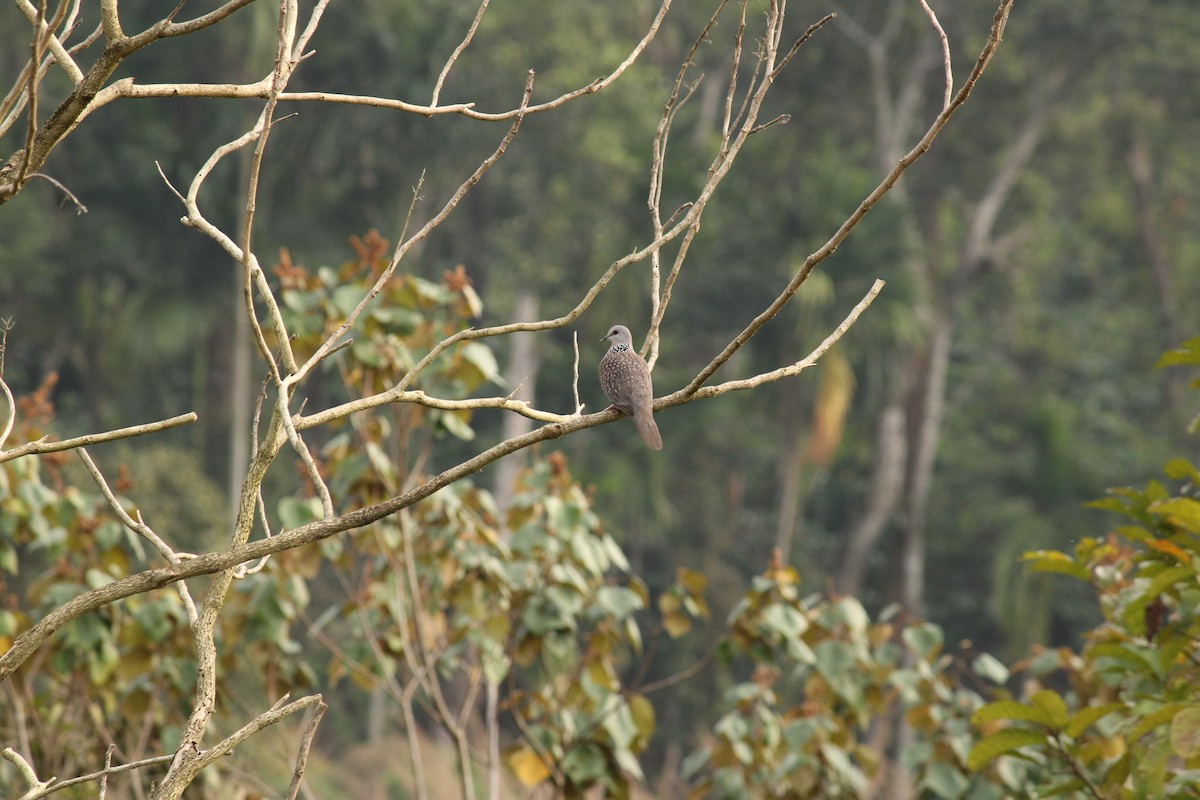 Spotted Dove - ML199502861