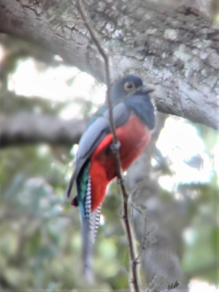 Blue-crowned Trogon - ML199503851