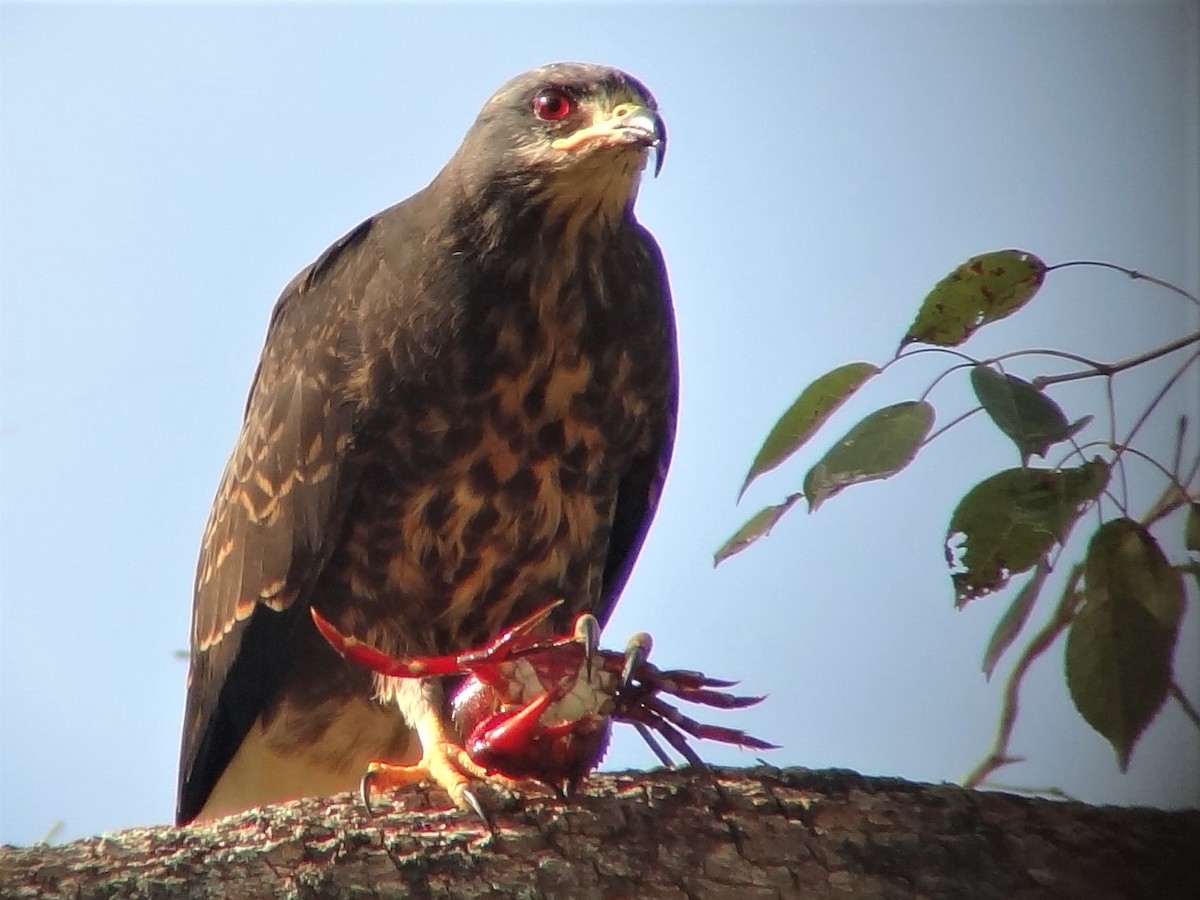 Schneckenbussard - ML199504091