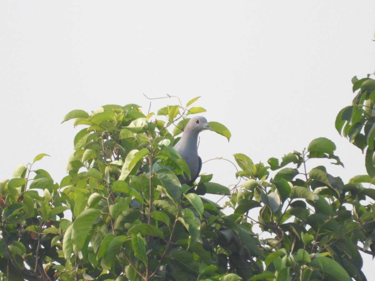 Green Imperial-Pigeon - Lakshmikant Neve