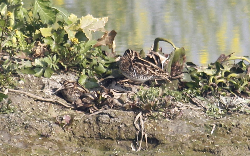 Zwergschnepfe - ML199504651