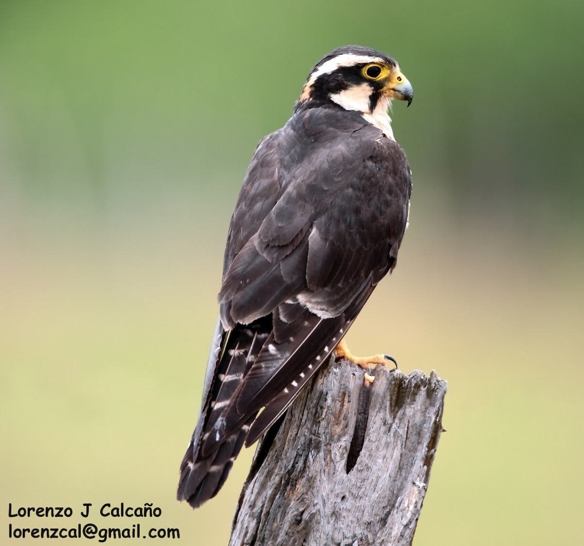 Aplomado Falcon - ML199505401