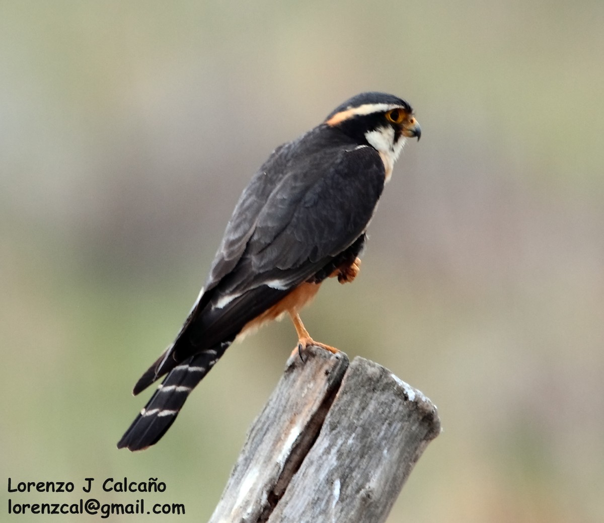 Aplomado Falcon - Lorenzo Calcaño