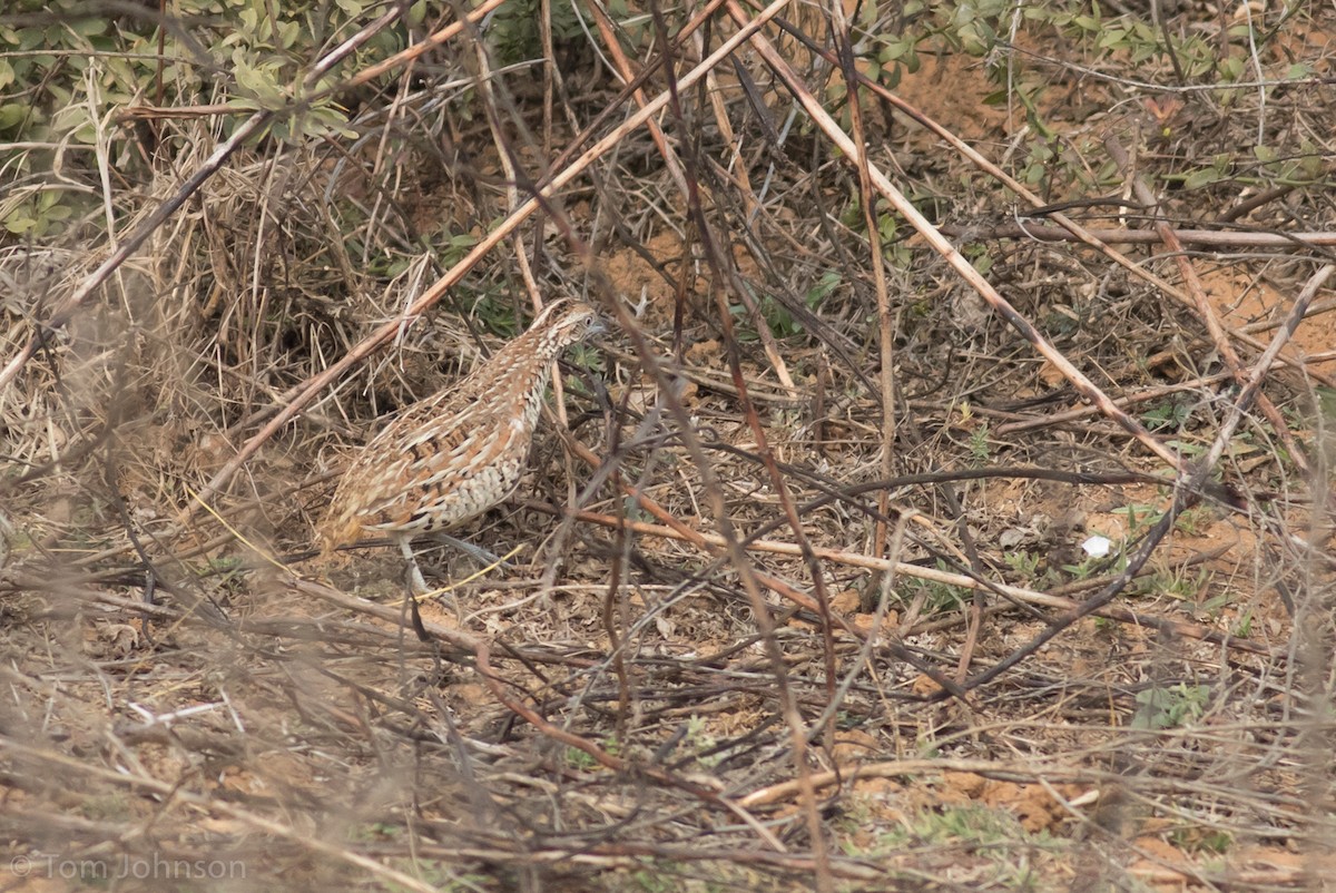 Barred Buttonquail - ML199507191