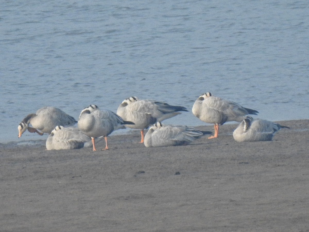 Bar-headed Goose - ML199507321