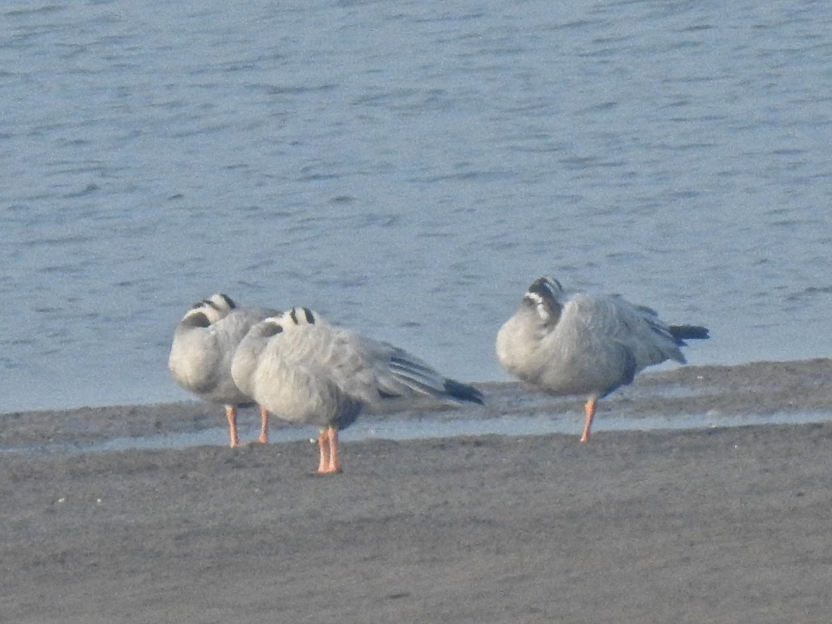 Bar-headed Goose - ML199507351