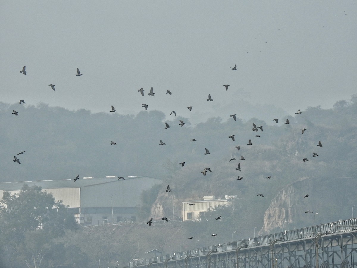 Rock Pigeon (Feral Pigeon) - ML199507561