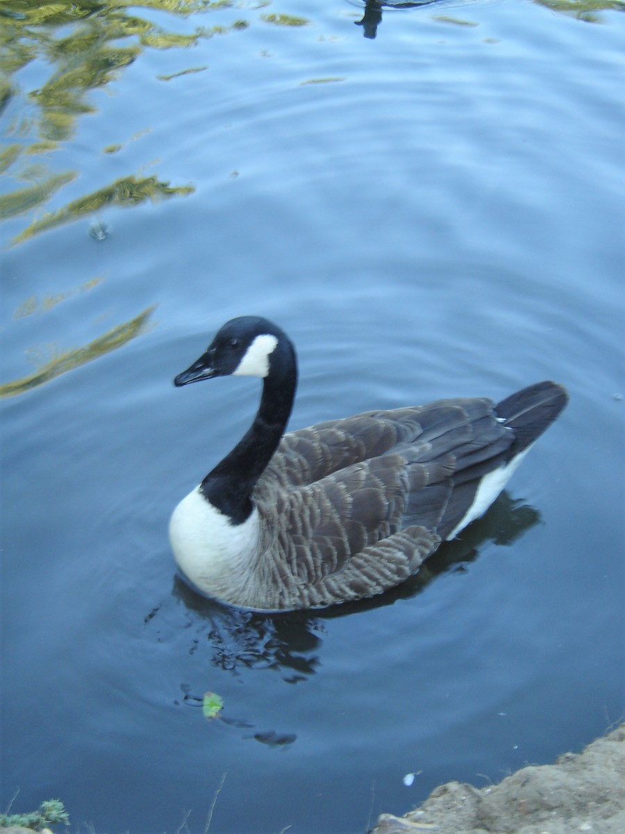 Canada Goose - ML199507911