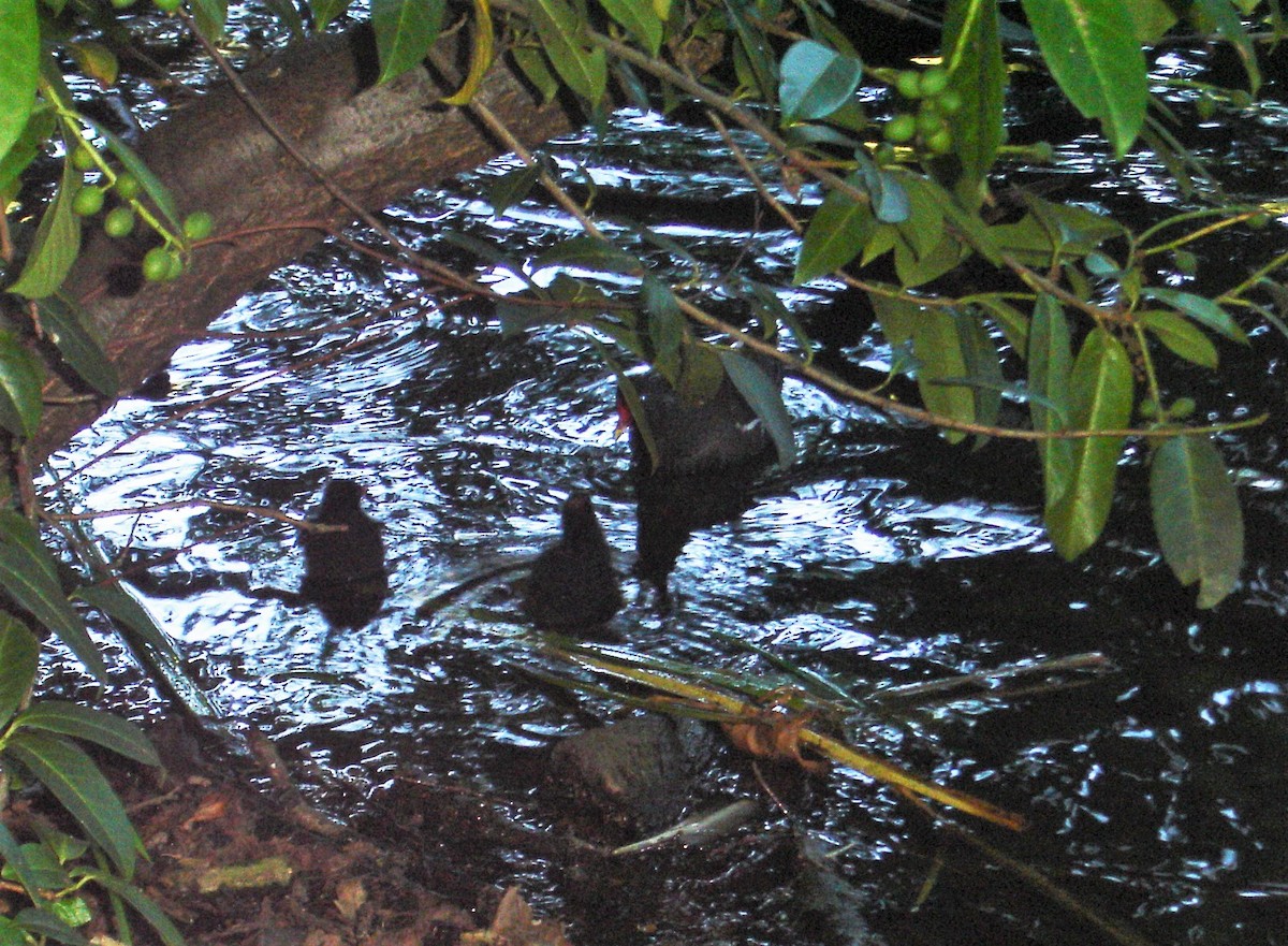 Eurasian Moorhen - ML199507941