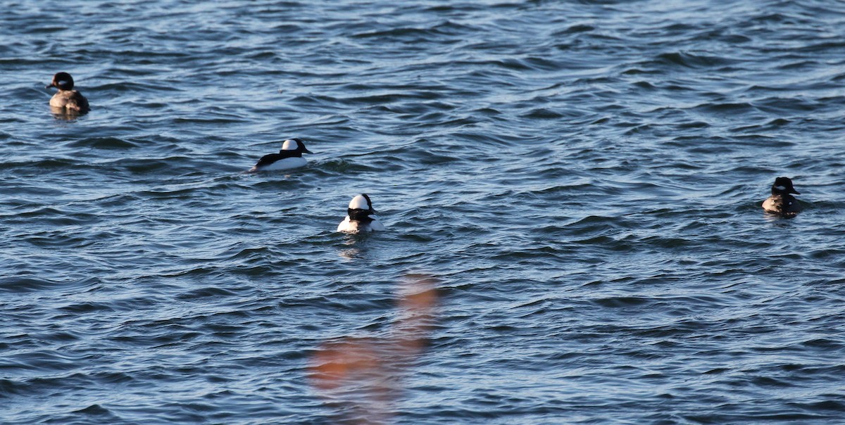 Bufflehead - ML199508021