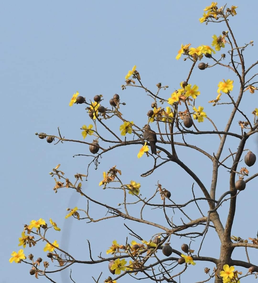 Spotted Dove - Preethy Prasanth