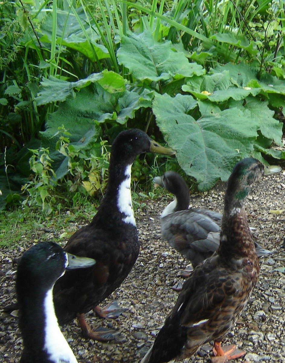 Mallard (Domestic type) - ML199510841