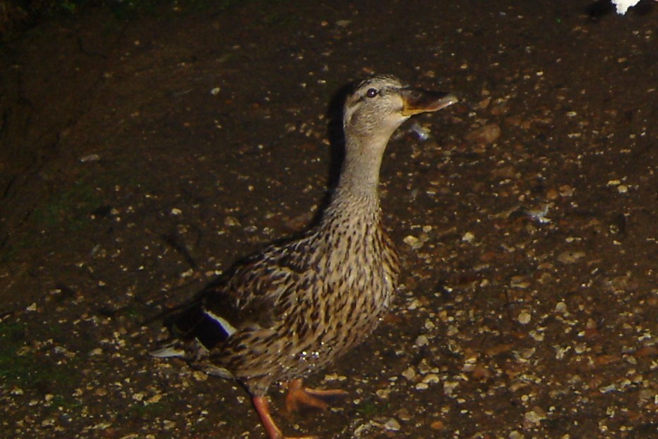 Mallard - ML199510911