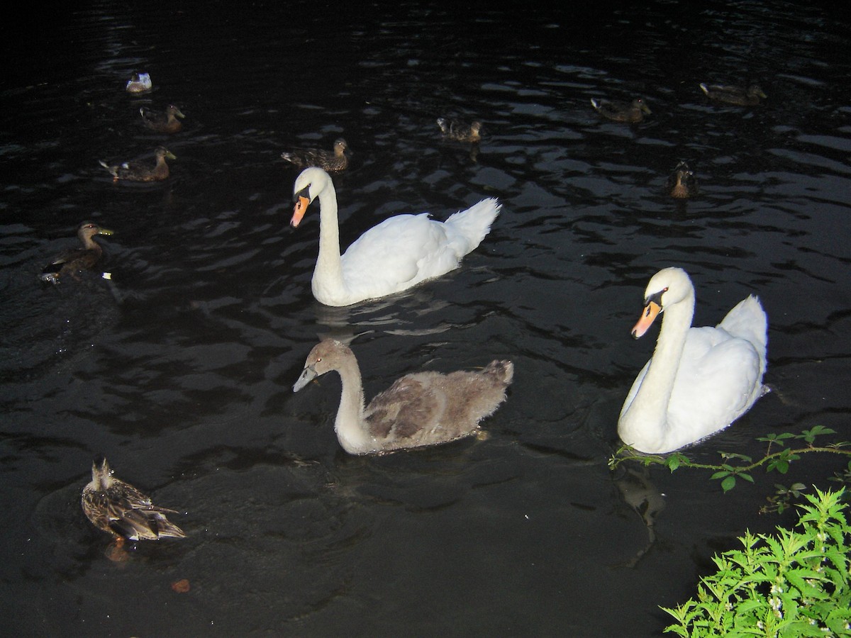 Cygne tuberculé - ML199511241