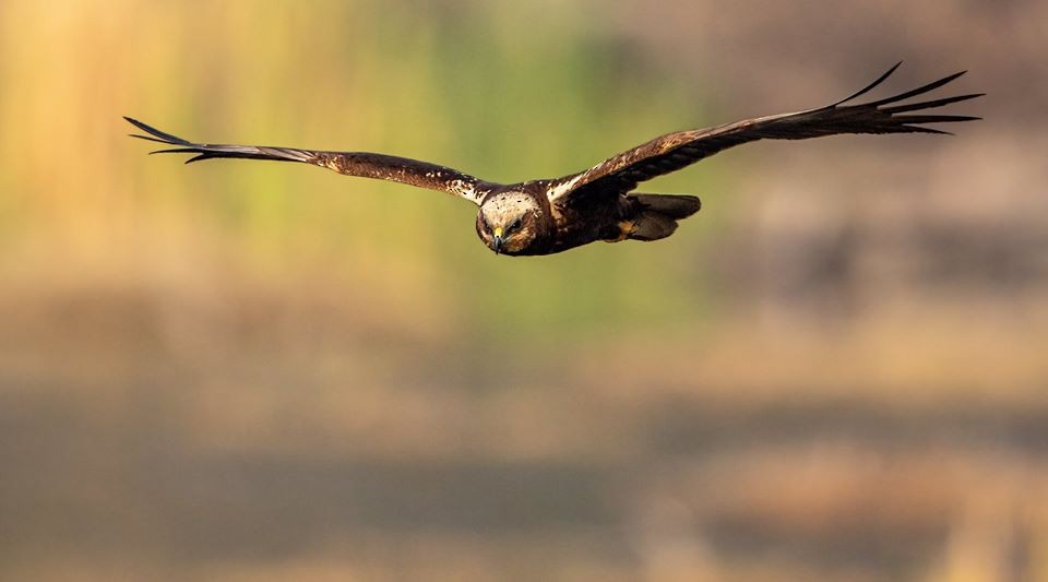 Western Marsh Harrier - ML199511941