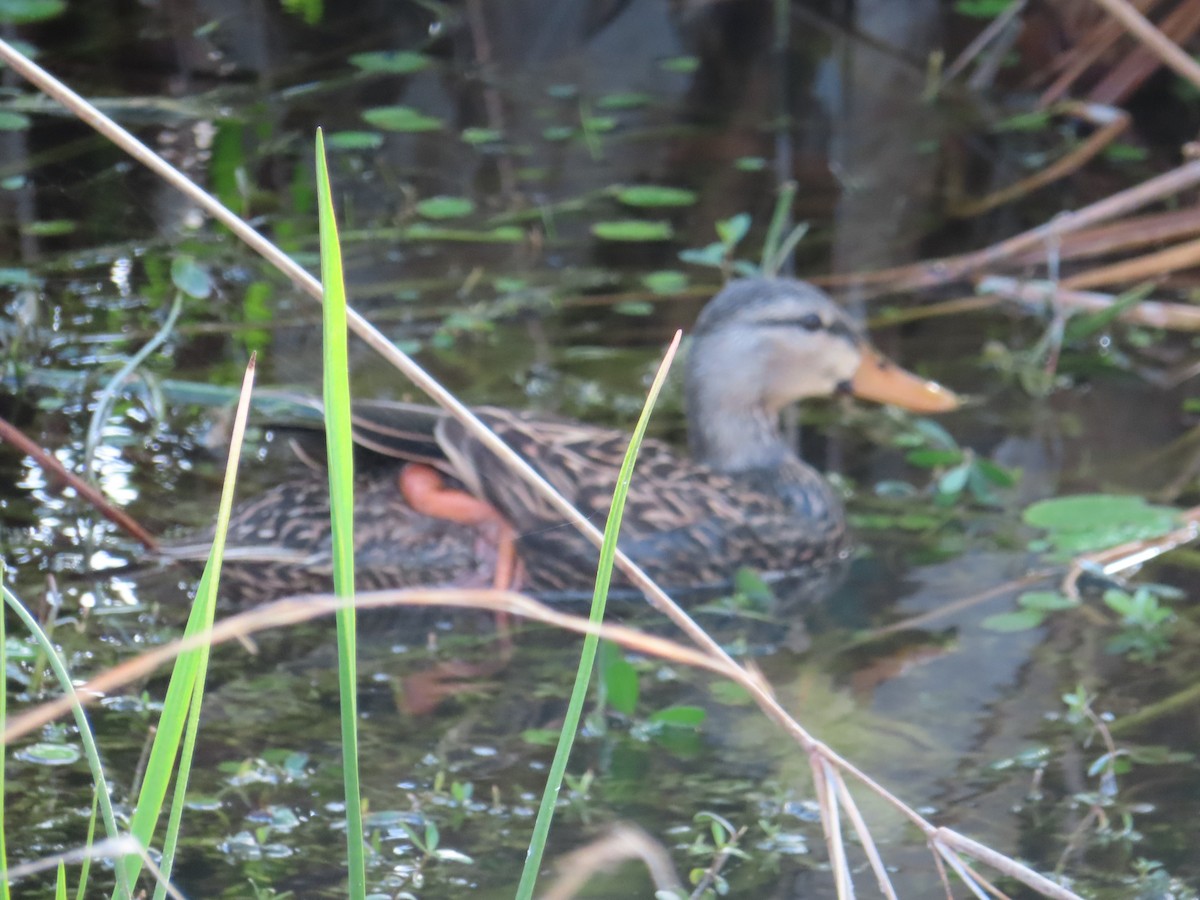 Mottled Duck - ML199514131