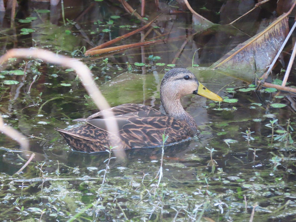 Canard brun - ML199514231