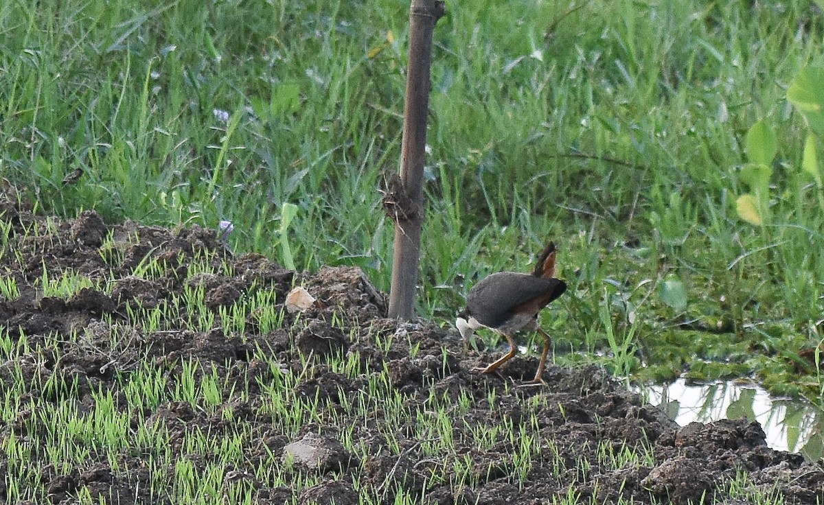 White-breasted Waterhen - ML199516321