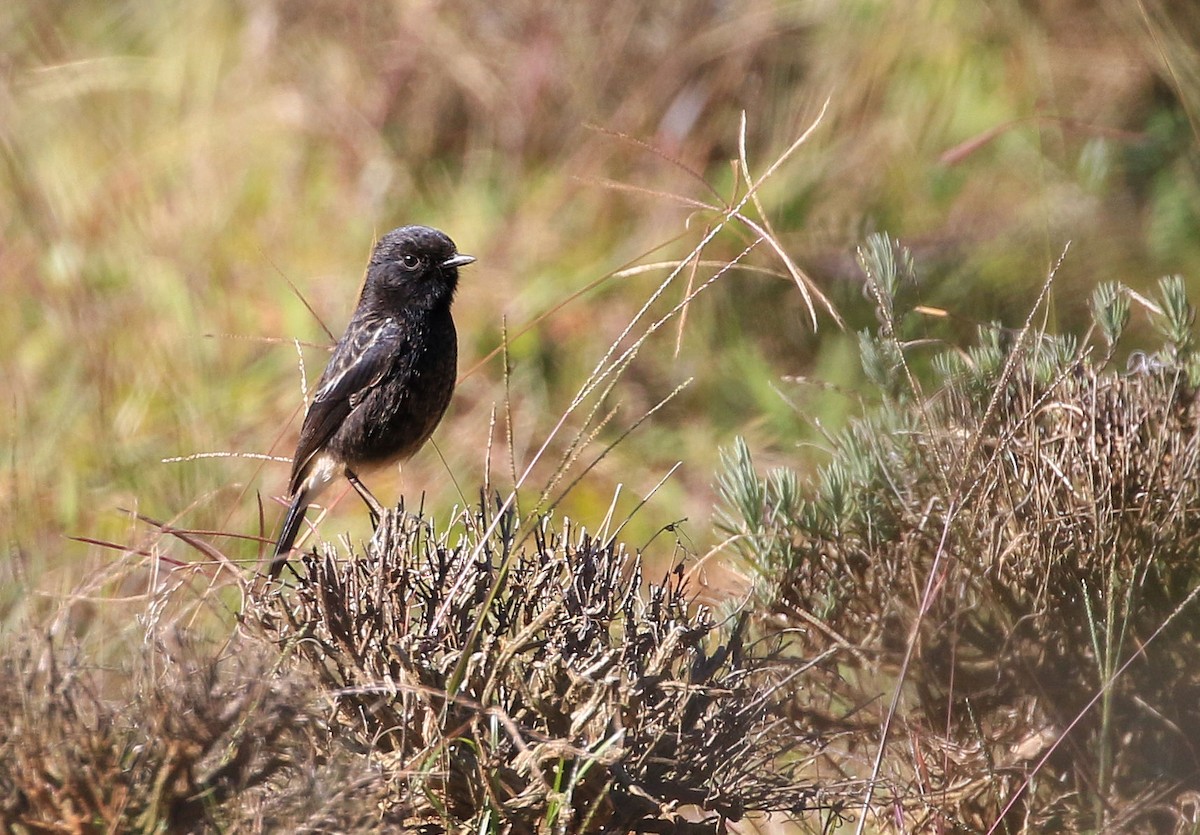 Pied Bushchat - Patrick MONNEY