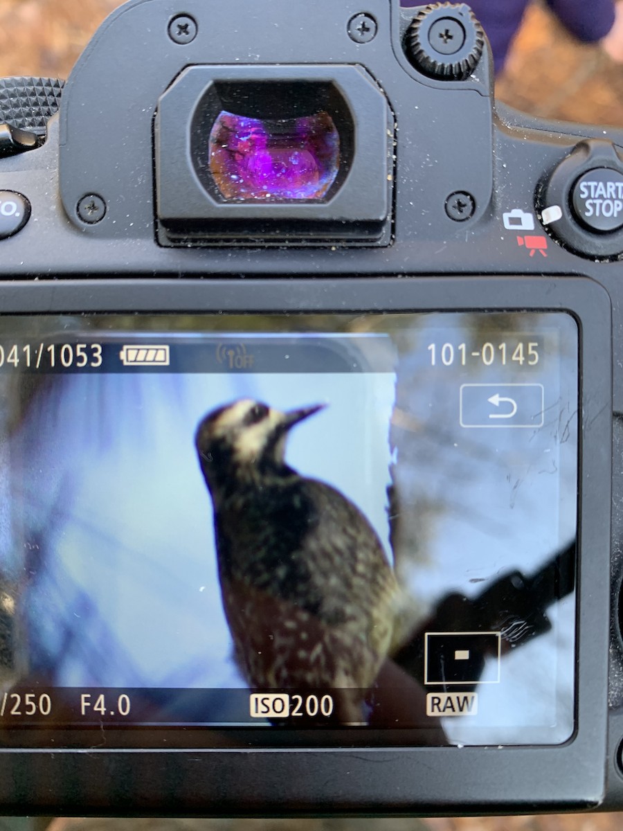 kanadasevjespett - ML199516781