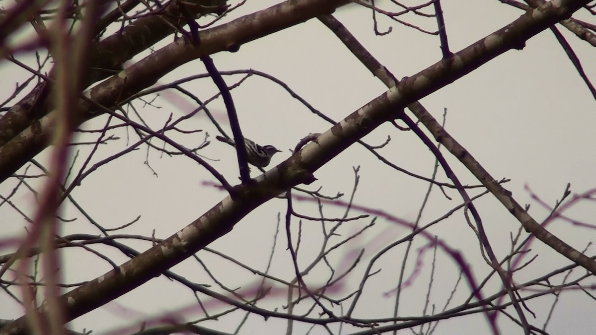 Black-and-white Warbler - Josh Southern